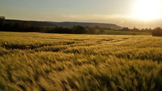 The wind blows the golden wheat waves