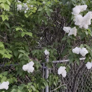 AMAZING smell. AMAZING flowers 🌸