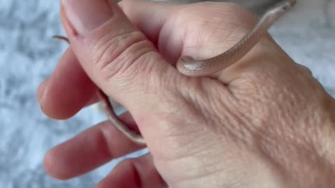 Texas blind snake.