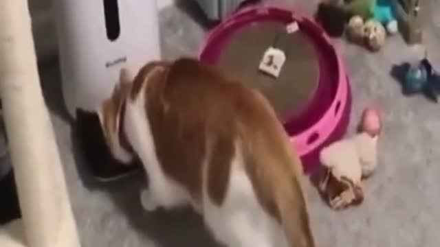 Funny Cat And Dogs Make You Laugh