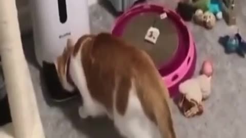 Funny Cat And Dogs Make You Laugh