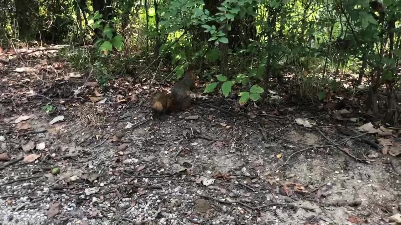 Just Squirreling Around