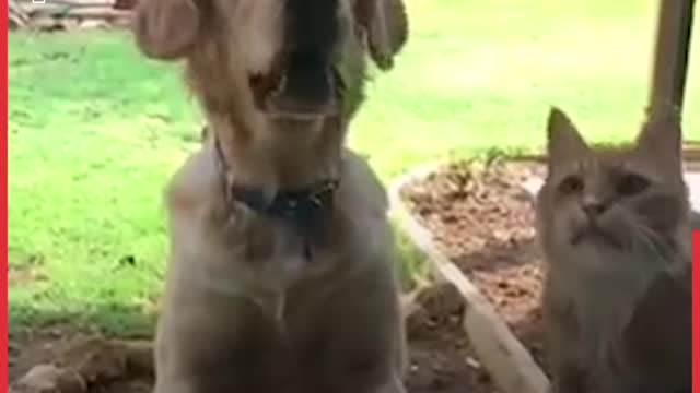 In The Genes, Cats & Dogs