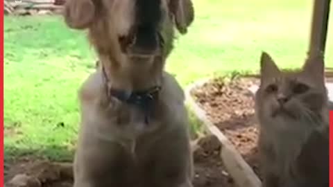 In The Genes, Cats & Dogs