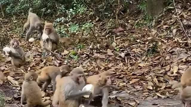 Feeding the monkeys