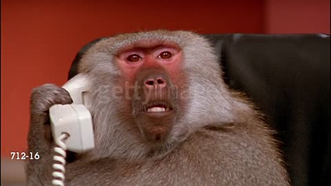 Baboon With Telephone