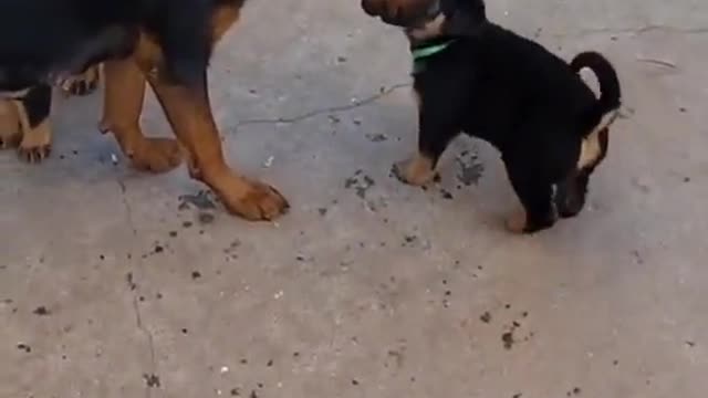 Watch mom correct pup