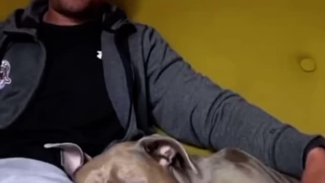 Making dog wake up from deep sleep