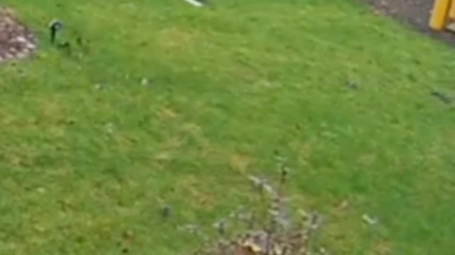 Would-Be Package Thief Breaks Ankle