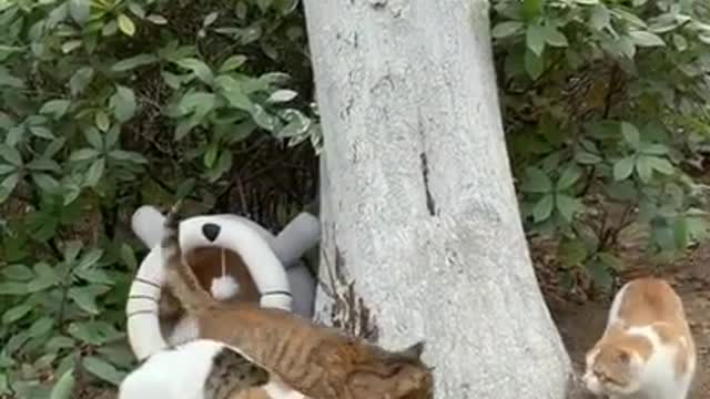 Cute kitten in public places