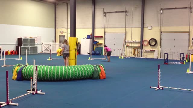 Scraps the Dog - Nice Indoor Agility Run