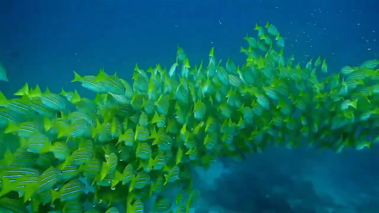 Beutiful turtle and fishes in the sea