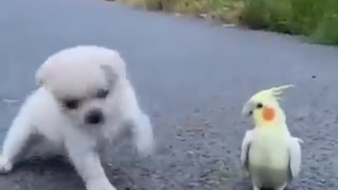 Funny dog