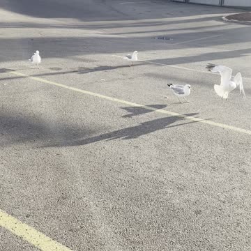 Feeding seagulls birds 🦢