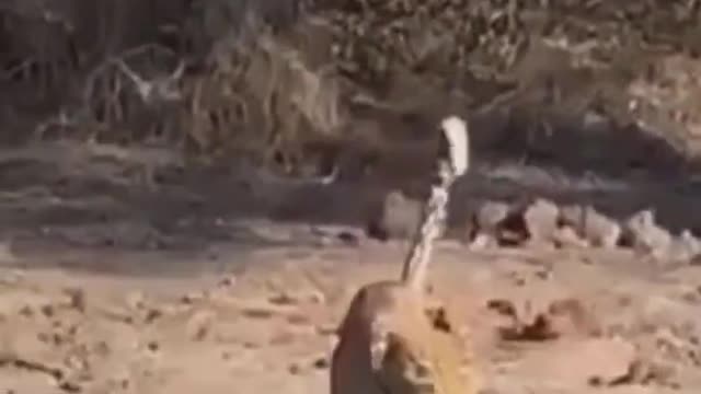 Wild animal Video