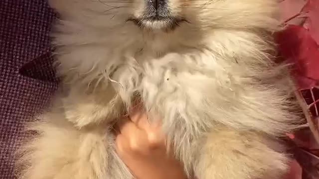 Funny dog is smiling and laughing