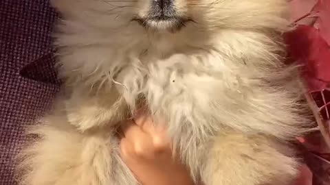 Funny dog is smiling and laughing