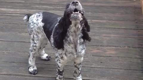 Black and white dog howling on porch outside