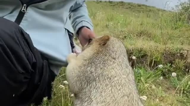 groundhog greedy