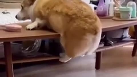 Cat funny video 🐱🐈