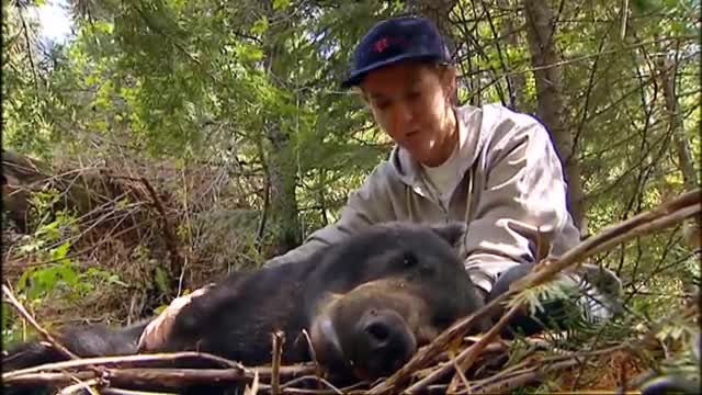 Tranquilising a Black Bear | Born To Be Wild: Black Bear Rescue with Amanda Burton | BBC Earth