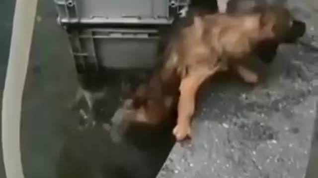 Dog Saves Cat From Water!