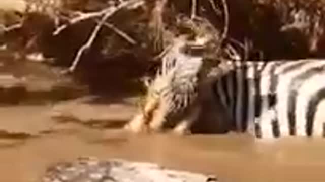 Zebra was ambushed by a South African crocodile.mp4