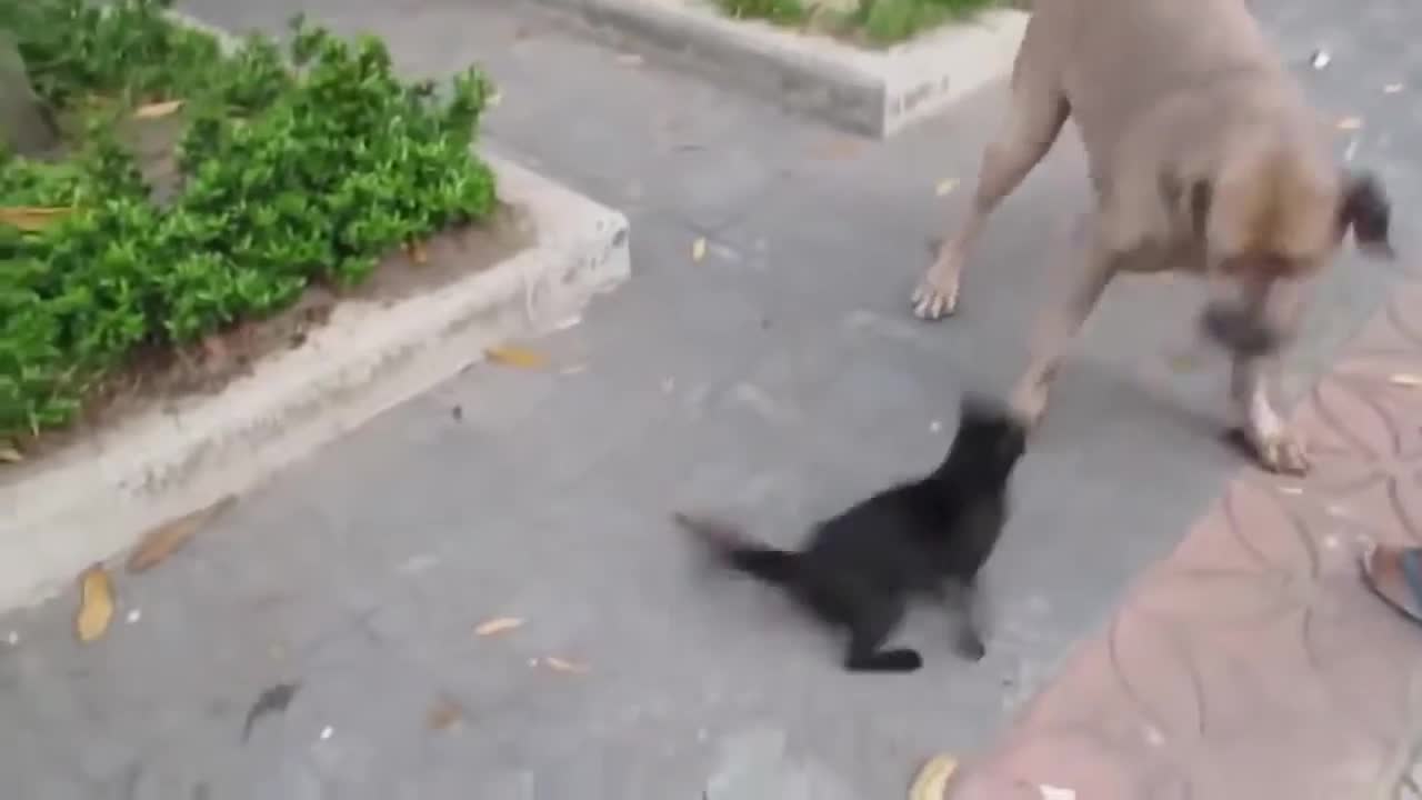 Mom Cat Saves Kitten From Dog