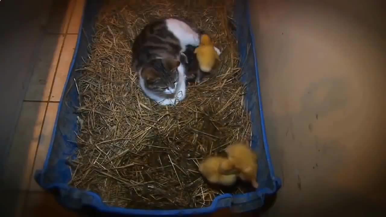 Mother Cat adopted Chicks