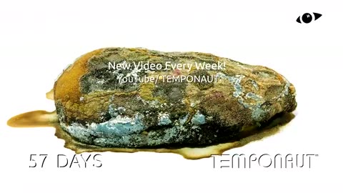 Rotting Papaya