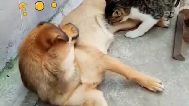 WATCH and TRY TO STOP LAUGHING.😂😂😂😂The BEST FUNNY Animals VIDEOS Compilation