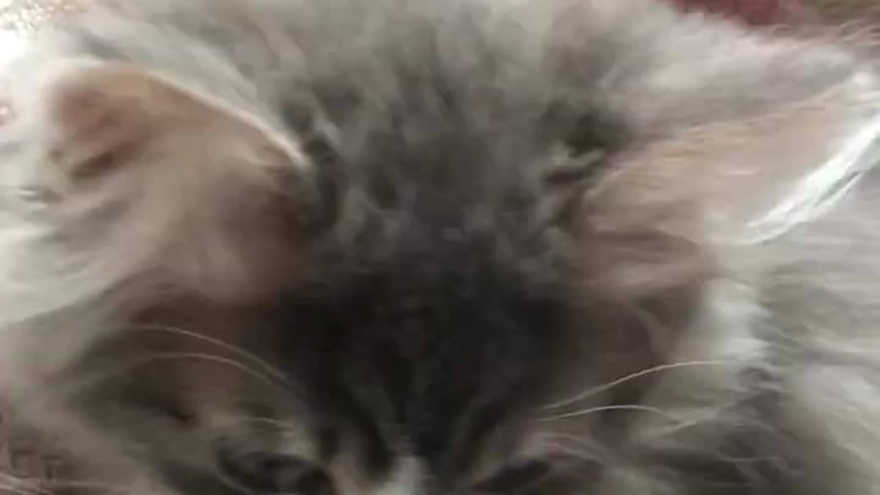 Пульт_ Не, не видел🤪 #shortvideo #кот #котенок #тим #cat #cats #tim #subscribe #shorts #short