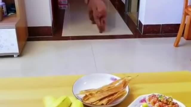 FUNNY SILLY DOGS