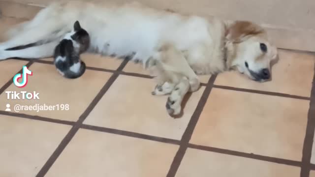 Gato alimentándose de un perro