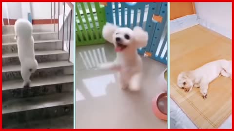 Funny Cute Dog Videos 2021 | Cute Dog | Cute Puppy |