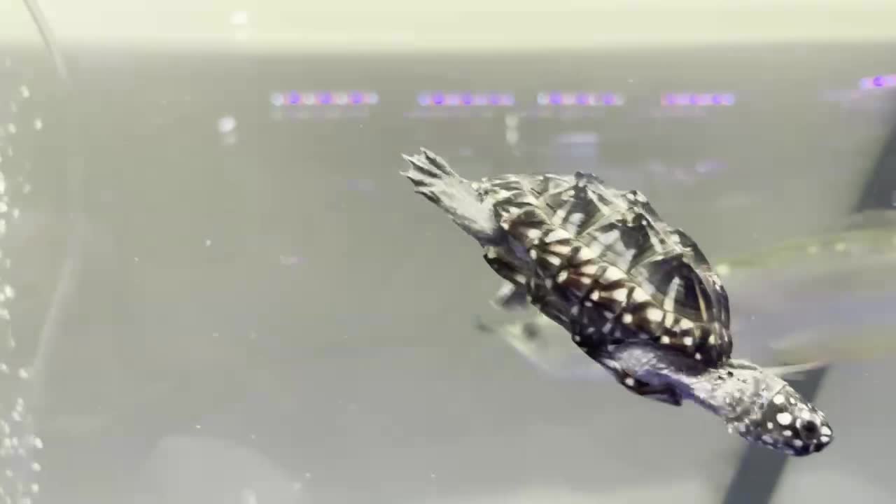 It first revolves around fish food