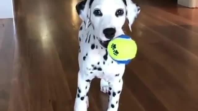 A dog who wants to play with a ball