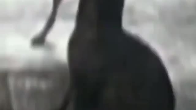 Dog dance 😂😂😂