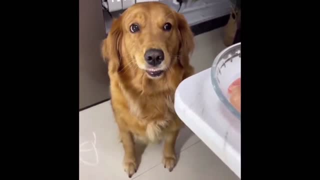 Funny Dog Eating training test