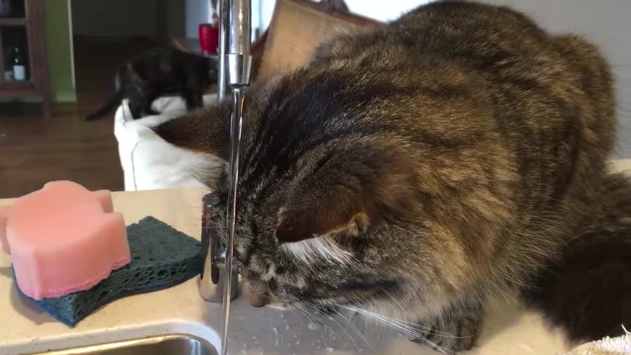 Cat Drinking Water and Showering Training