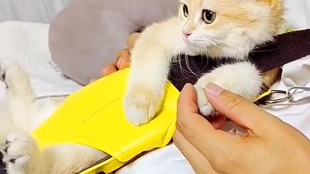 OMG 😮😮 So Funny Cute Cat Compilation #8