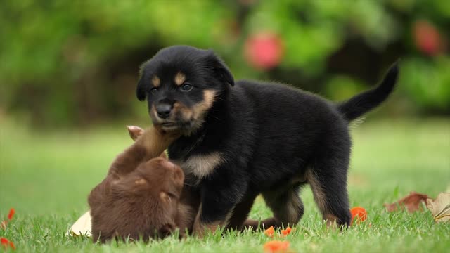 cute puppies playing and cuddling each other