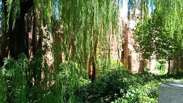 Willows growing on the rockery