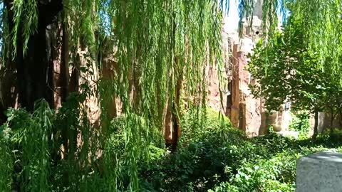 Willows growing on the rockery