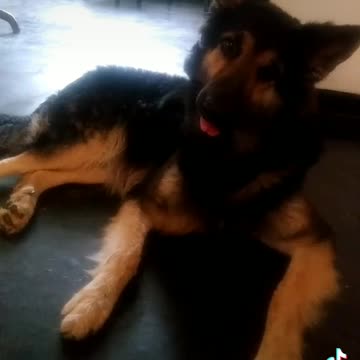 Rex's reaction for funny sound