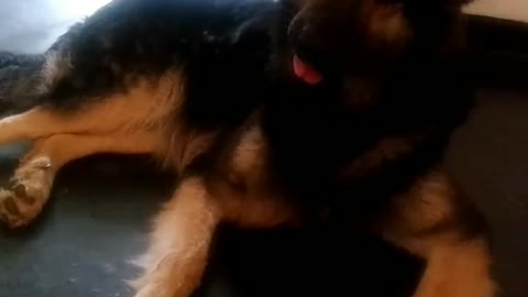 Rex's reaction for funny sound
