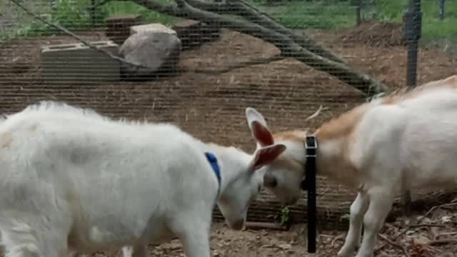 Goats being goats