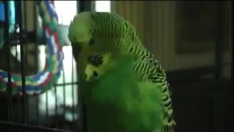 Parrot Tries to Quote Monty Python Funny animals