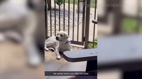 DOG WITH PERSONALITY