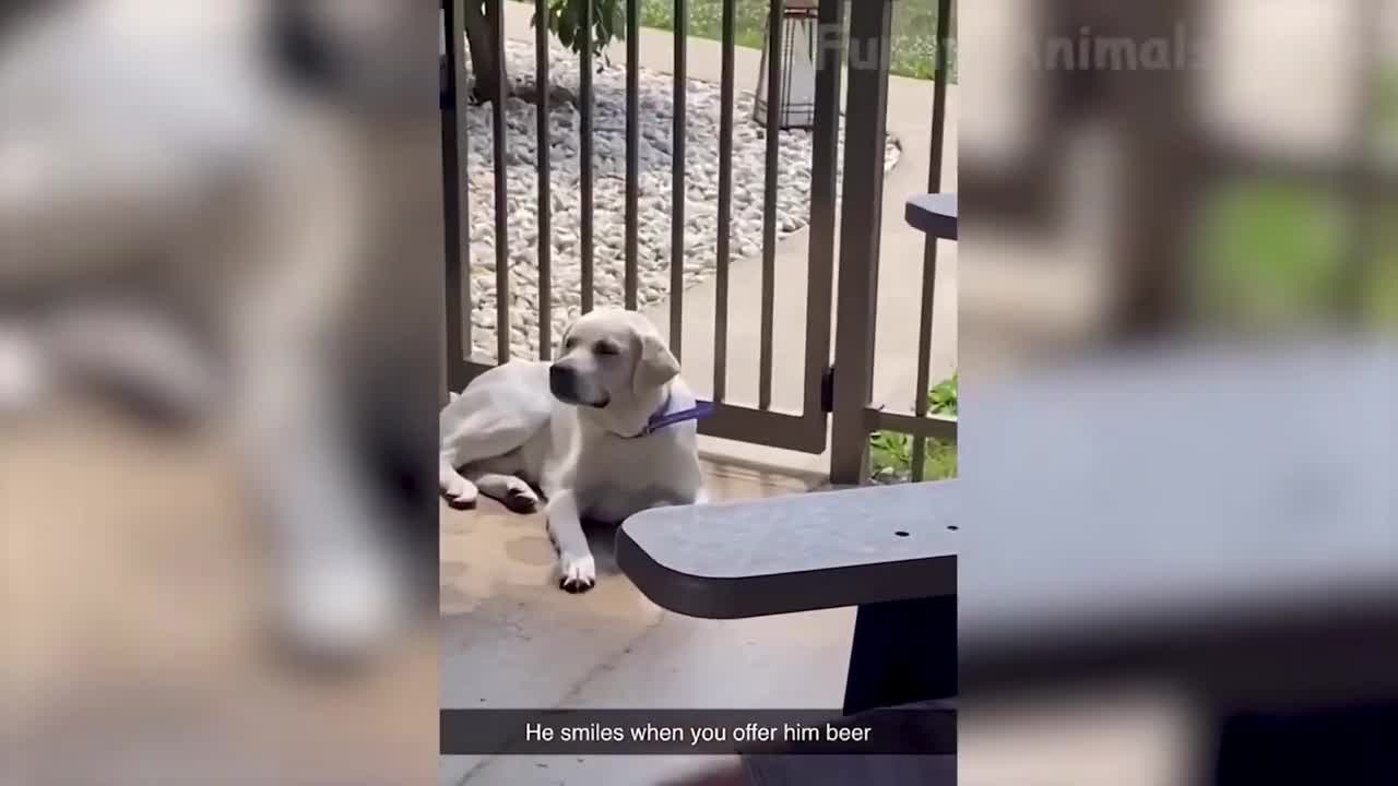 DOG WITH PERSONALITY